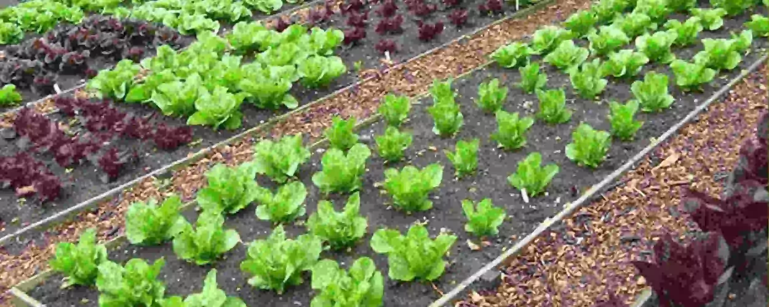 Growing Organic Produce